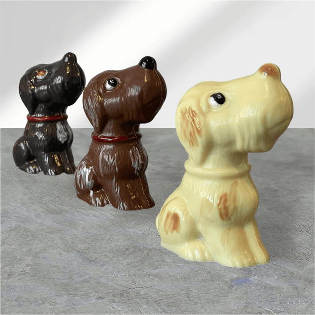 Chocolate puppy 